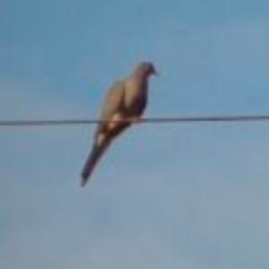 Profile photo of skylord1k